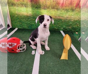 Medium Photo #1 Border Collie-Unknown Mix Puppy For Sale in Hillsboro, MO, USA