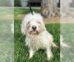 Maltese Dogs for adoption in Redlands, CA, USA