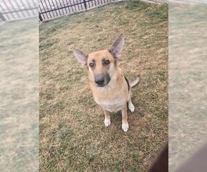 Medium Photo #1 German Shepherd Dog-Unknown Mix Puppy For Sale in Ogden, UT, USA