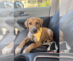 Labsky Dogs for adoption in Virginia Beach, VA, USA