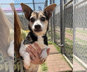 Rat-Cha Dogs for adoption in Lakewood, CO, USA