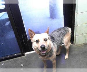 Australian Cattle Dog Dogs for adoption in Tulsa, OK, USA