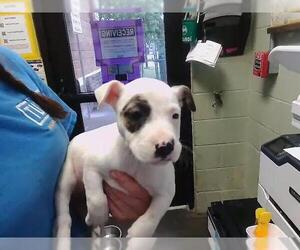 German Shepherd Dog-Unknown Mix Dogs for adoption in Tulsa, OK, USA