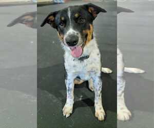 Border Collie-Unknown Mix Dogs for adoption in Highland, IL, USA