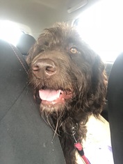 Labradoodle Dogs for adoption in Akron, OH, USA