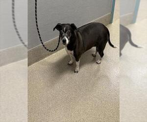 Chihuahua-Unknown Mix Dogs for adoption in Las Vegas, NV, USA