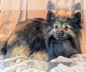 Pomeranian Dogs for adoption in Bon Carbo, CO, USA