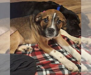 Labrador Retriever Dogs for adoption in Lake City, MI, USA