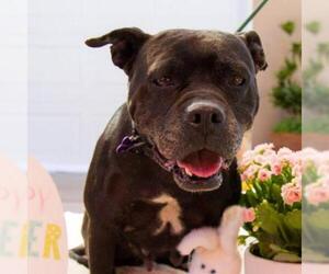 American Pit Bull Terrier Dogs for adoption in Long Beach, CA, USA