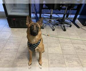 German Shepherd Dog-Unknown Mix Dogs for adoption in Grand Prairie, TX, USA