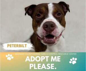 American Pit Bull Terrier Dogs for adoption in Saginaw, MI, USA