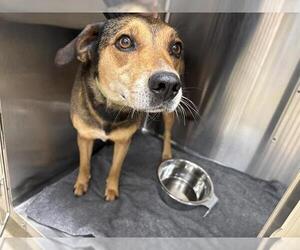 Beagle-German Shepherd Dog Mix Dogs for adoption in Grand Prairie, TX, USA