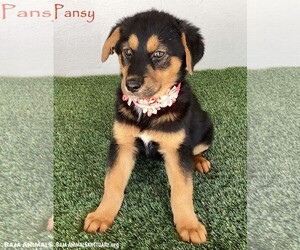 Huskies -Rottweiler Mix Dogs for adoption in San Diego, CA, USA