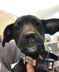 Dachshund Dogs for adoption in Rockaway, NJ, USA