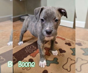 American Pit Bull Terrier Dogs for adoption in Port Clinton, OH, USA