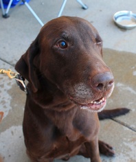 Labrador Retriever Dogs for adoption in Chaska, MN, USA