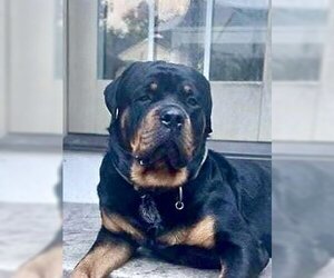 Rottweiler Dogs for adoption in Lockport, NY, USA