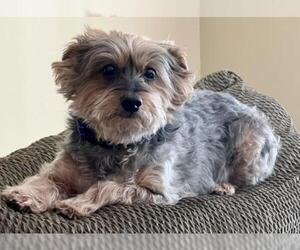 Miniature Schnauzer-Unknown Mix Dogs for adoption in Knoxville, TN, USA