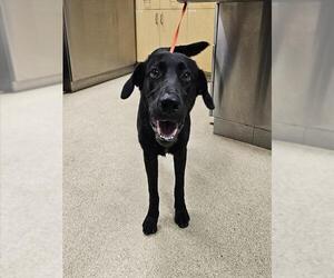 Labrador Retriever Dogs for adoption in Riverside, CA, USA