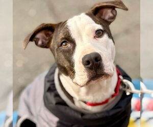 Mutt Dogs for adoption in Canton, CT, USA