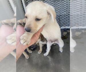 Chihuahua Dogs for adoption in Bakersfield, CA, USA