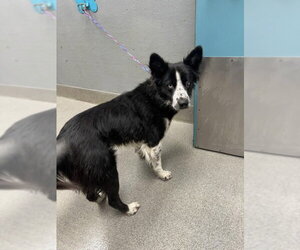 Border Collie-Unknown Mix Dogs for adoption in Las Vegas, NV, USA
