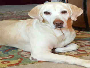 Labrador Retriever Dogs for adoption in Frisco, CO, USA