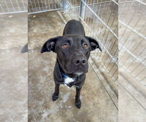Labrador Retriever-Unknown Mix Dogs for adoption in San Diego, CA, USA