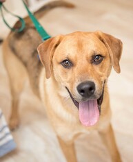 Chesapeake Bay Retriever-Unknown Mix Dogs for adoption in Dallas, TX, USA
