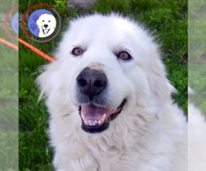 Great Pyrenees Dogs for adoption in Spring, TX, USA