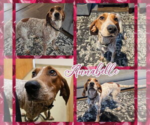 English Coonhound Dogs for adoption in Blacksburg, SC, USA