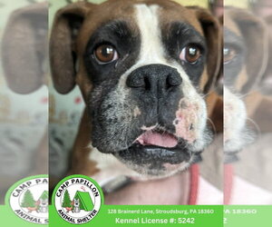 Boxer Dogs for adoption in Stroudsburg, PA, USA