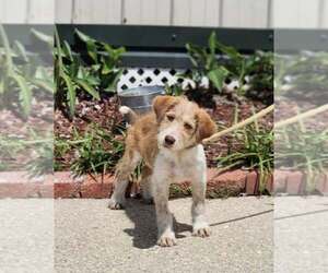 Mutt Dogs for adoption in New Orleans, LA, USA