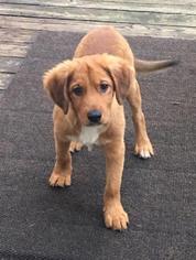 Medium Photo #1 Golden Retriever-Unknown Mix Puppy For Sale in Medford, NJ, USA