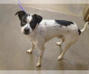 Toxirn Dogs for adoption in Sacramento, CA, USA