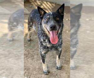Mutt Dogs for adoption in Riverside, CA, USA