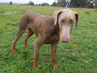 Doberman Pinscher Dogs for adoption in McKinleyville, CA, USA