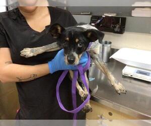 Chihuahua-Unknown Mix Dogs for adoption in Riverside, CA, USA