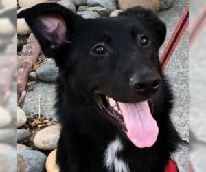 German Shepherd Dog-Unknown Mix Dogs for adoption in Cupertino, CA, USA