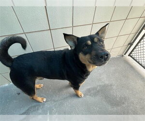 Rottweiler-Unknown Mix Dogs for adoption in Corpus Christi, TX, USA