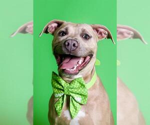 American Pit Bull Terrier Dogs for adoption in West Valley, UT, USA
