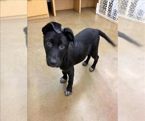 Labrador Retriever-Unknown Mix Dogs for adoption in Conroe, TX, USA