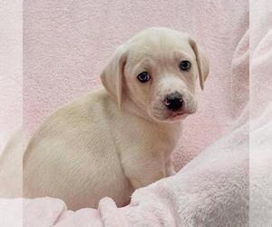 Labrador Retriever-Unknown Mix Dogs for adoption in San Diego, CA, USA