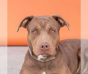 American Pit Bull Terrier-Labrador Retriever Mix Dogs for adoption in Pasadena, CA, USA