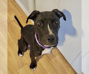 American Pit Bull Terrier-Labrador Retriever Mix Dogs for adoption in Brewster, NY, USA