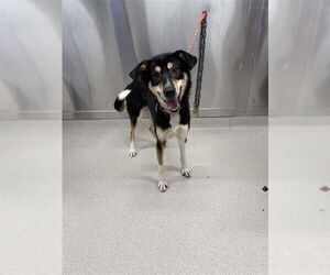 Siberian Husky Dogs for adoption in Fairbanks, AK, USA