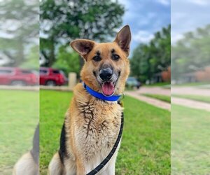German Shepherd Dog Dogs for adoption in Flower Mound, TX, USA