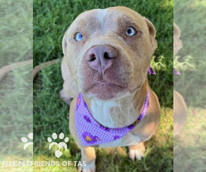 American Pit Bull Terrier-Australian Shepherd Mix Dogs for adoption in Claremore, OK, USA
