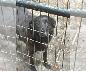 Labrador Retriever-Unknown Mix Dogs for adoption in Jackson, MS, USA