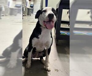 Border Collie-Unknown Mix Dogs for adoption in Bakersfield, CA, USA